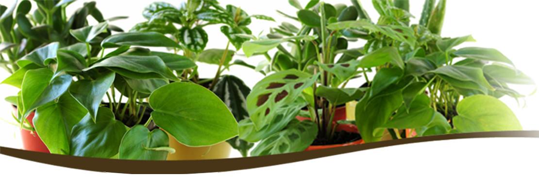 banner piante1